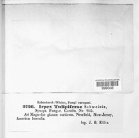 Irpex lacteus image